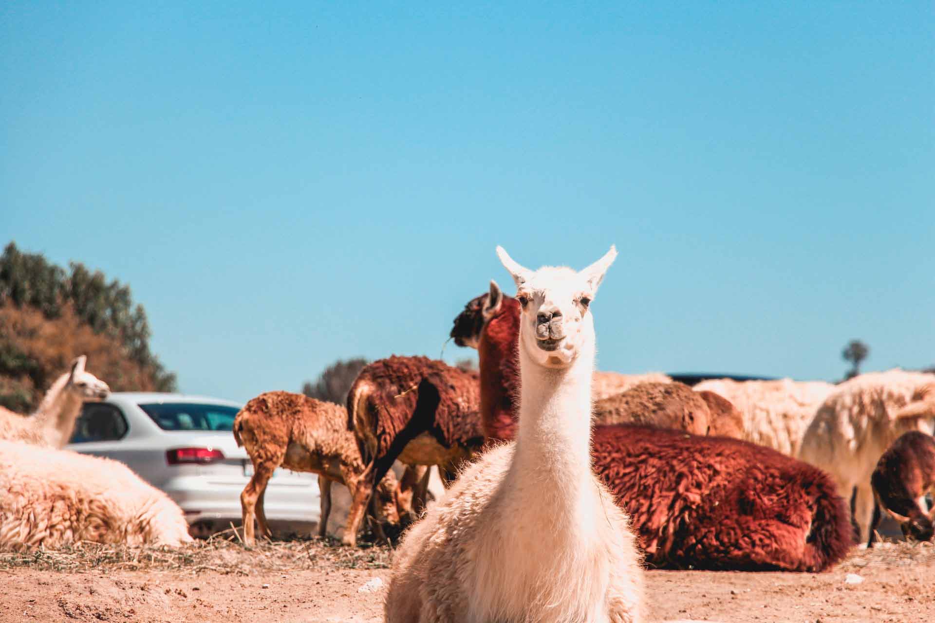Caring for Your Alpaca