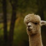 Storing Alpaca