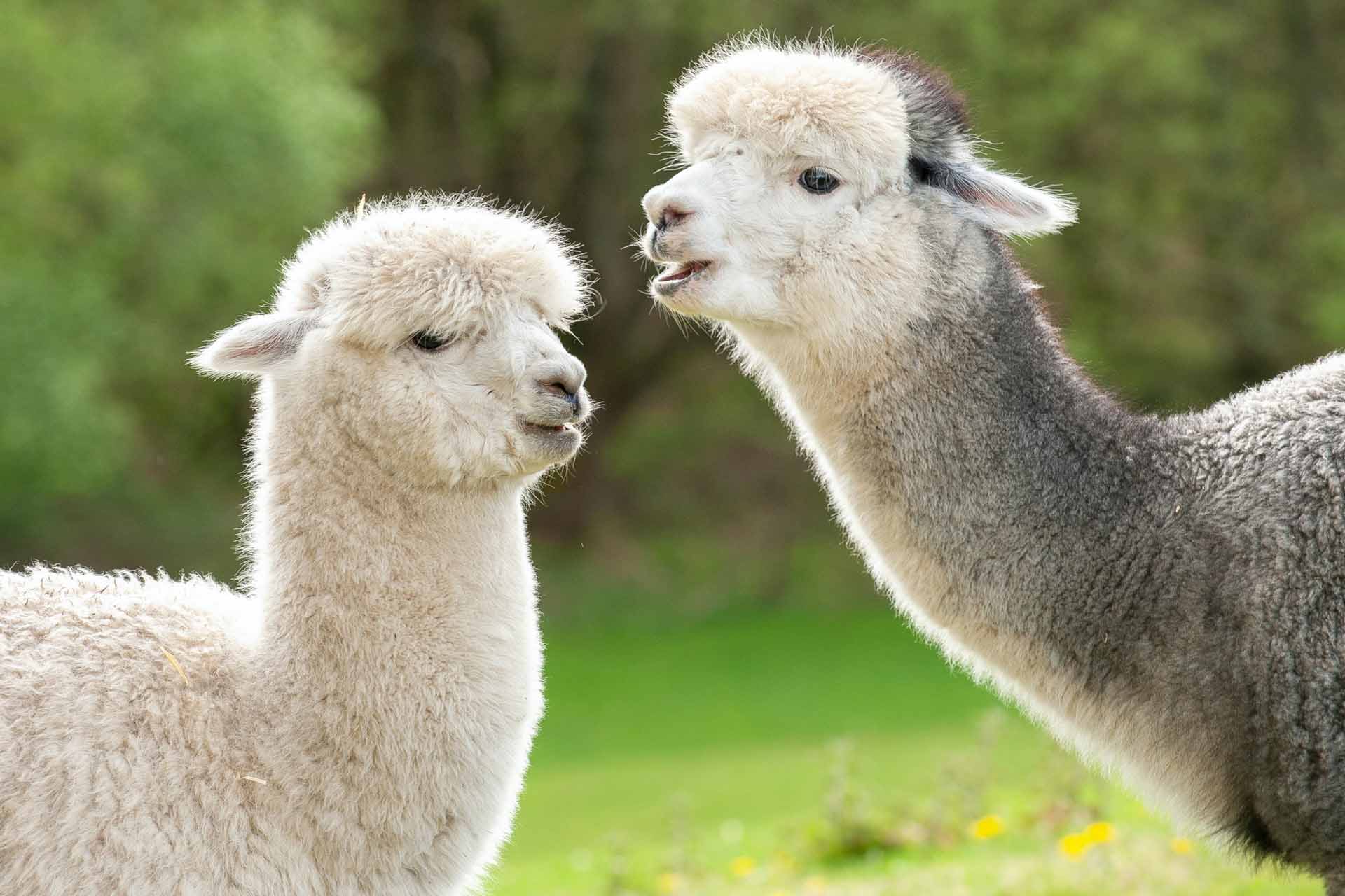About Alpaca